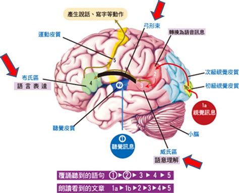 腦色分析